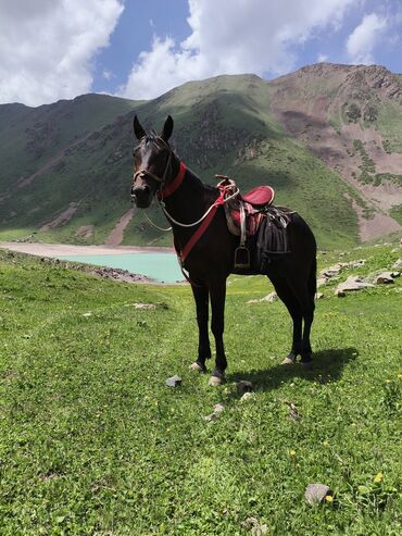 домик для кошки многоуровневый: Сатам | Байтал | Жумушка lalafo.kg да домик для кошки многоуровневый: Сатам | Байтал | Жумушка