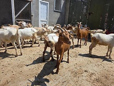 mal qara: Sənan, alpin və hələb (hələb alpin qarışığı) keçilər. Südlük və ətlik — 2