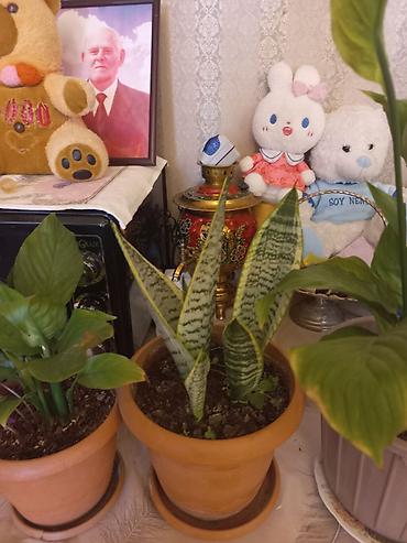 Otaq bitkiləri – bir neçə növ saksıda - Spathiphyllum (Sülh zanbağı) lalafo.az -da Otaq bitkiləri – bir neçə növ saksıda - Spathiphyllum (Sülh zanbağı)