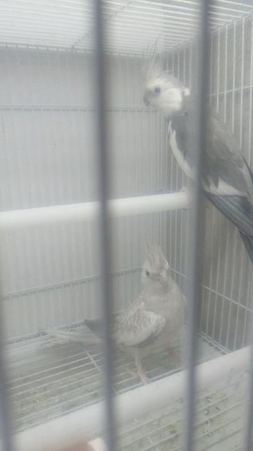 Tutuquşları: Yanaqsız karellalar var satışda 100-300 aznə qədər qiymət dəyişir bala -da lalafo.az — 3 Tutuquşları: Yanaqsız karellalar var satışda 100-300 aznə qədər qiymət dəyişir bala — 3