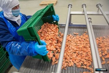 разнорабочих: Талап кылынат Өндүрүшкө кара жумушчу, Төлөм Бир айда эки жолу, Тажрыйбасыз