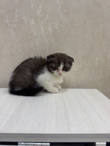 Pişiklər: Şotland, Dişi, Erkək, Ödənişli çatdırılma, Ünvandan götürmə — 15