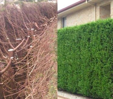 Другие услуги: Обрезка изгороди хвойных деревьев плодовых деревьев Весной Обработка — 18