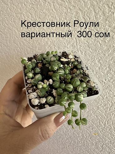 Другие комнатные растения: Укоренённые черенки растений от 150-300 сом — 2