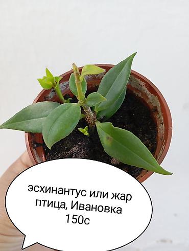 живая фороль: Комнатные растения в горшках: - Денежное дерево (крассула — 2