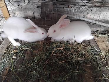 heyvanlar və balaları: Ağ albinos dovşanlar – ətlik və damazlıq üçün Məhsul xüsusiyyətləri — 1