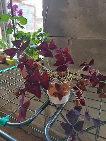 Другие комнатные растения: Комнатные растения — набор 1) Бегония (черенок/молодое растение в — 10