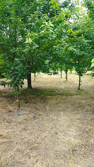 Həyət evləri və villaların satışı: Təcili satılır — 7