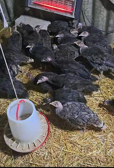Satılan məhsul – hind quşu balalarıdır. Şəkildə bir qrup gənc hind