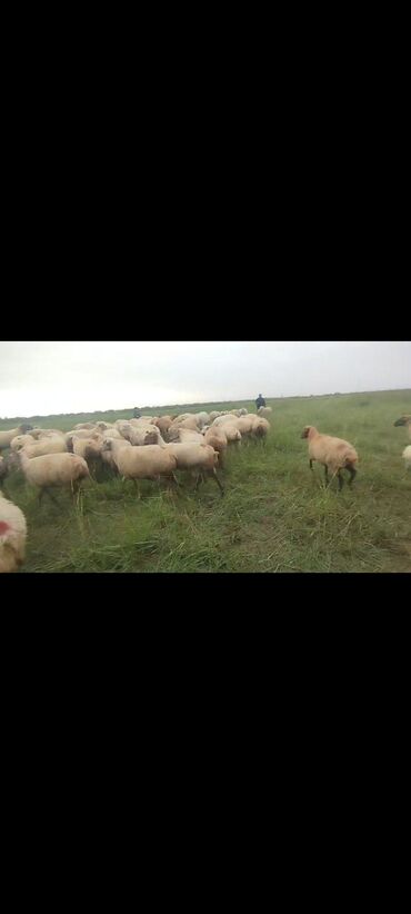 Qoyunlar, qoçlar: Dişi, il: 1, 50 kq, Damazlıq, Ünvandan götürmə — 4