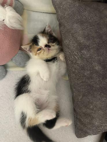 Mačke: Na prodaju mačići persijske egzotične (Exotic Shorthair) rase. Vrlo — 7
