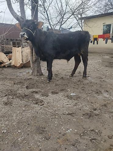 Коровы, быки: Продаю | Бык (самец) | На откорм | Привязанные — 8