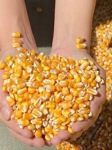 зерно ячмень: Кукурузное зерно (сухое) - Желтые, хорошо высушенные зерна