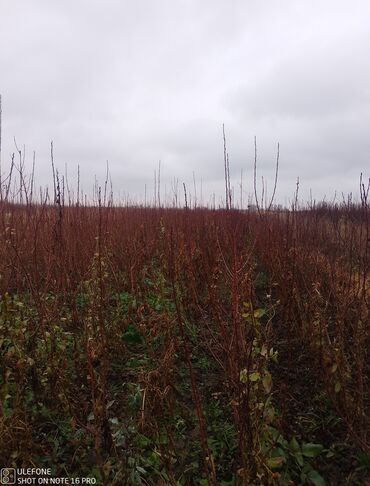 Şitillər: Sağlam meyvə tinglərin satişi çatdırılma pulsuz — 3