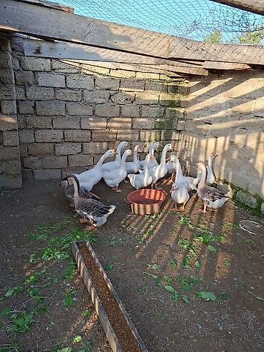 keci bazari: Qaz sürüsü – təsərrüfat üçün hazır. Bir ədədinin qiyməti 35 azndir — 2