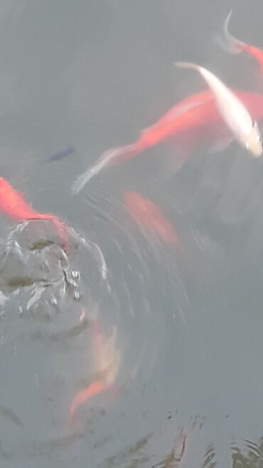 Akvariumlar: Yapon qizil baliqlari, hal hazirda hovoz seraitinde yasayirlar — 6