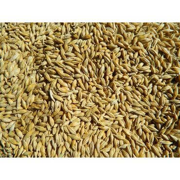 где купить кукурузу для попкорна в бишкеке: Ячмень (зерно) - Цельное зерно ячменя в шелухе, светло‑золотистого