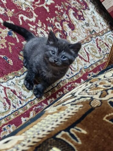 Продажа кошек: Продаются котята шотланской породы at lalafo.kg — 11 Продажа кошек: Продаются котята шотланской породы — 11