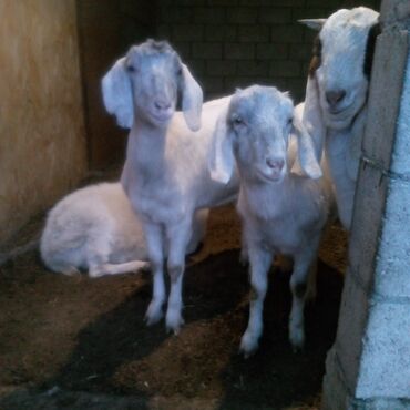 Козы, козлы: Продаю | Коза (самка) | Для разведения | Племенные — 8