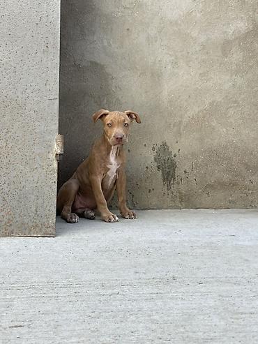 pulsuz it type 1: Pitbul, 2 ay, Dişi, Peyvəndli, Ödənişli çatdırılma — 4