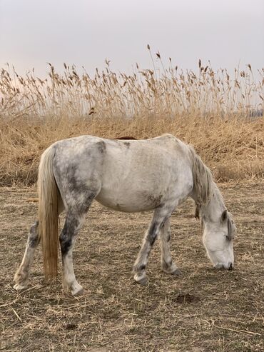 Лошади, кони: Продаю | Кобыла (самка) | Рабочий — 1