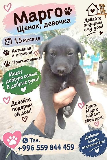 Продажа собак: 6 месяцев, Самка — 5