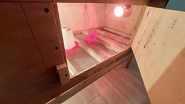 Товары и оборудование для с/х животных: Брудеры для цыплят утят гусят индюшат фазанов павлинов, домашние — 10