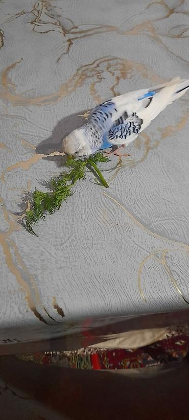 Tutuquşları: Ələ öyrəşmiş quşdu fikri ciddi olan vatcapa yazsin sumqayìt — 22