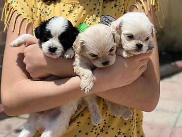 İtlər: Pekines, 2 ay, Sənədli, Ödənişli çatdırılma, Pulsuz çatdırılma — 3