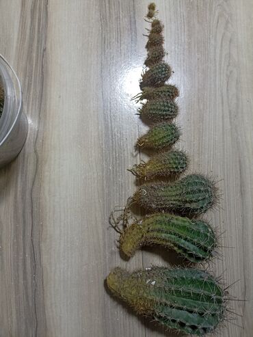 кактус эхинопсис: Продам маленькие кактусята!