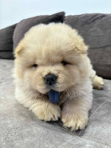Psi: Čistokrvni CHOW-CHOW štenci Na prodaju čistokrvni CHOW-CHOW štenci — 6