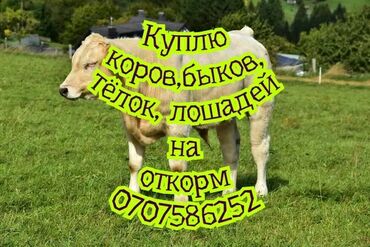 продаю дровилка: Куплю | Коровы, быки, Лошади, кони | Круглосуточно, На откорм, Самовывоз