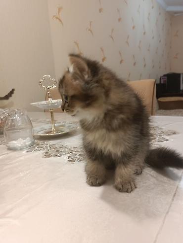 Pişiklər: Britan — 8