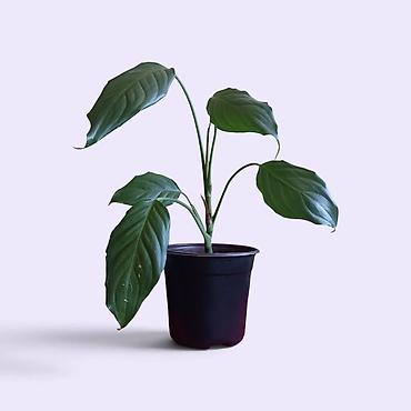 Sobna biljka – Aglaonema modestum u plastičnoj saksiji prečnika 17cm