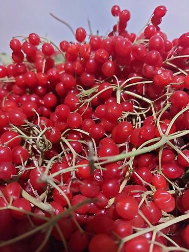 смородина ягода: Продам калину 200сом 1кг — 1