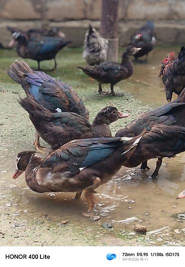 Ördəklər: Erkək, | Lal ördək, Ətlik — 11