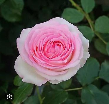 hoya gulu: Sarmawig qizil gul(pierre de ronsard)fransiz sortuduhundurluyu — 3