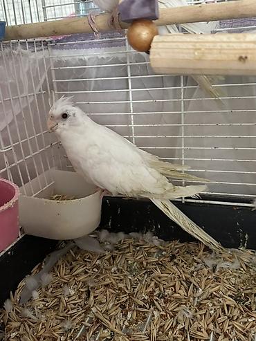 ucuz quslar: Yanaqsiz albinos korella balalar, tam sağlamdılar — 1