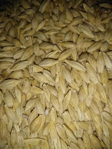 зерновые селка: Семена и саженцы