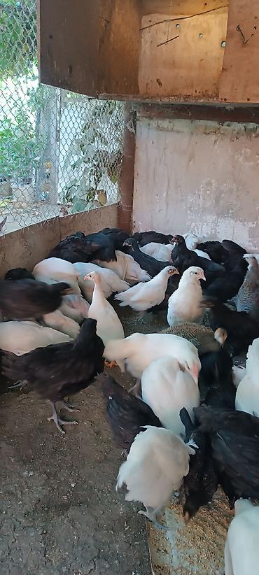 попугай ара цена: Salam təmiz qan avstralop cücələri ağ və gara reňk 2 aý balasıdır.1 — 1