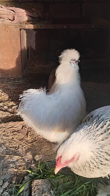 Toyuqlar: Toyuq, Damazlıq — 9