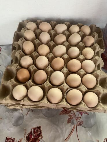 продаю семена люцерны: Продаются яйцо оптом