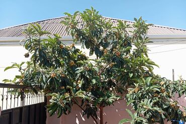 Həyət evləri və villaların satışı: 3 otaqlı, 67 kv. m, Kredit yoxdur, Yeni təmirli -da lalafo.az — 26 Həyət evləri və villaların satışı: 3 otaqlı, 67 kv. m, Kredit yoxdur, Yeni təmirli — 26