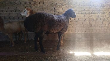 хомяк домашний купить: Продаю | Баран (самец) | Арашан | На забой | Племенные