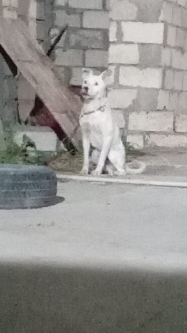 itler coban: Pitbul, 7 ay, Erkek, Peyvəndli, Ünvandan götürmə