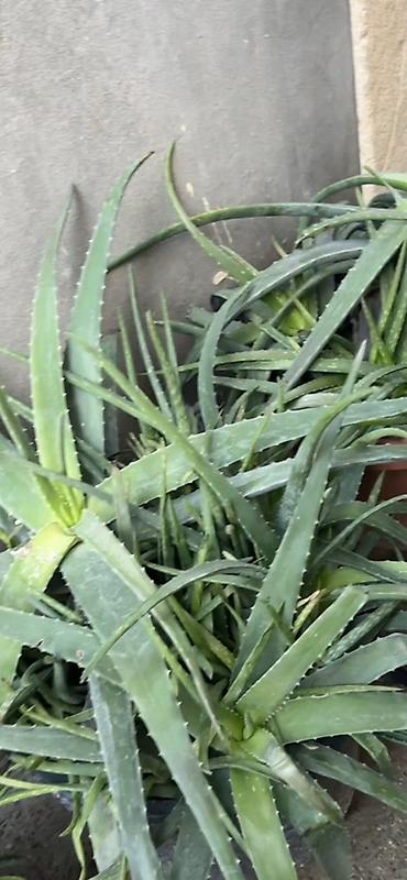 nokia yarpaq: Aloe vera (Aloe barbadensis) dekorativ və faydalı saksı bitkisi - — 4