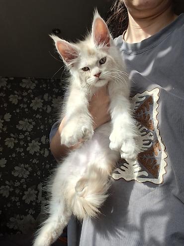 котята мэйн кун: 🐾 ЭКСКЛЮЗИВНЫЙ КОТЁНОК МЕЙН-КУН ПОЛИДАКТ 🐾 цена указана под кастрацию — 7