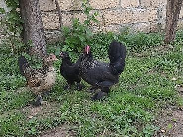 Toyuq, Yumurtalıq lalafo.az -da Toyuq, Yumurtalıq