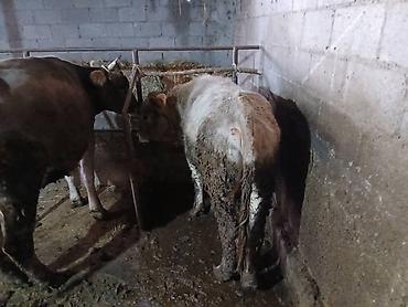 Коровы, быки: Продаю | Бык (самец) | На откорм | Племенные — 1