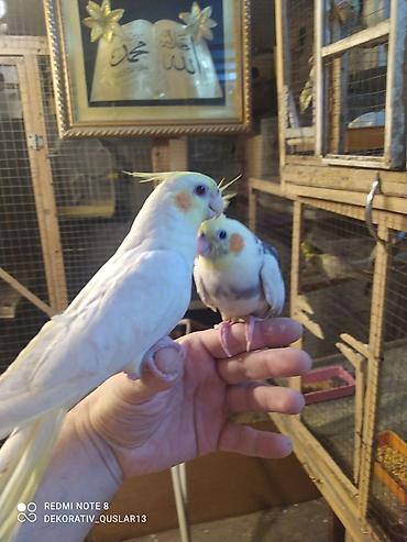 Tutuquşları: Salam. TAM SAĞLAM VİTAMİNLƏR PROFESSİONAL BİT DƏRMANİ VURULUB VƏ — 13